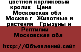 цветной карликовый кролик › Цена ­ 500 - Московская обл., Москва г. Животные и растения » Грызуны и Рептилии   . Московская обл.